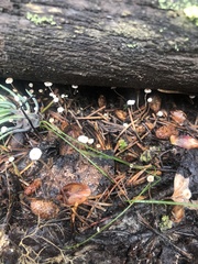 Collybiopsis quercophila