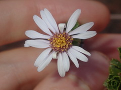 Olearia eremaea