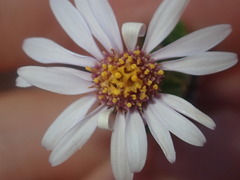 Olearia eremaea