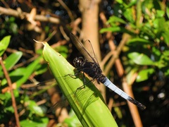 Orthetrum triangulare