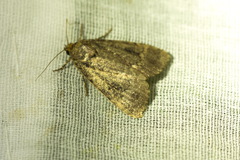 Amphipyra pyramidea
