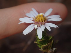 Olearia eremaea