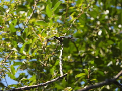 Libellula forensis
