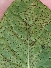 Puccinia lapsanae