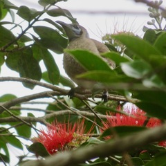 Philemon citreogularis