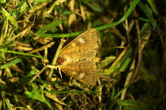 Amphipoea