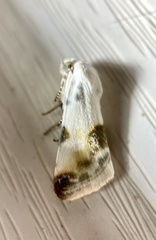 Ponometia candefacta