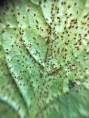 Puccinia lapsanae