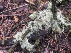 Usnea hirta