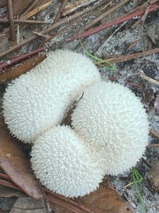 Lycoperdon perlatum image