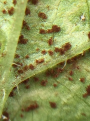 Puccinia lapsanae