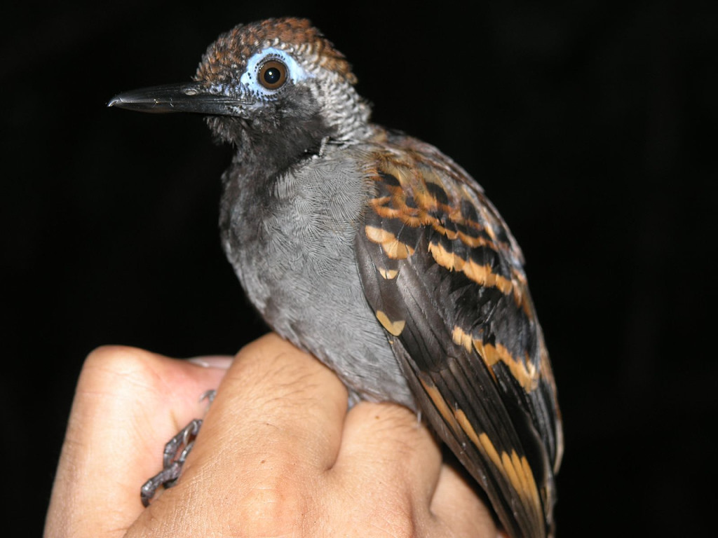 Wing-Banded Antbird