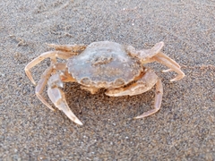 Liocarcinus vernalis