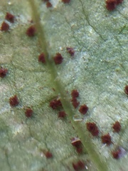 Puccinia lapsanae