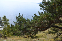 Pinus sylvestris
