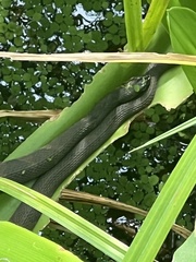 Nerodia fasciata confluens