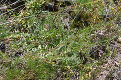 Astragalus inopinatus