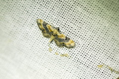 Eupithecia linariata