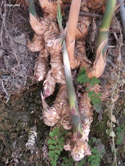 Bambusoideae