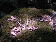 Anatololacerta pelasgiana