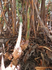 Bambusoideae