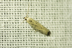 Phycitodes lacteella