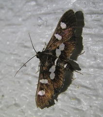Desmia funeralis