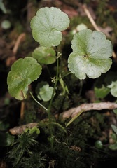 Hydrocotyle americana