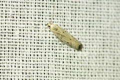 Phycitodes lacteella