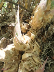 Bambusoideae