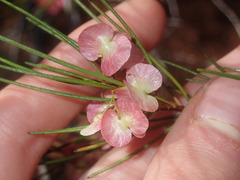 Dodonaea rigida