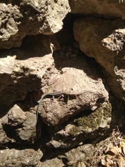 Anatololacerta pelasgiana