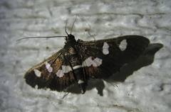 Desmia funeralis