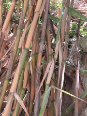 Bambusoideae