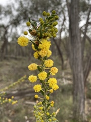 Acacia paradoxa