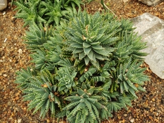 Aloe brevifolia