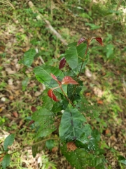 Pseudoweinmannia lachnocarpa