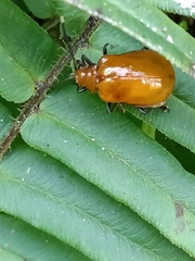 Chrysomelidae