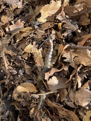 Cormocephalus