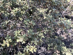 Quercus durata durata