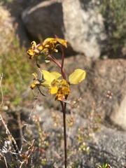 Diuris