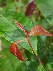 Pseudoweinmannia lachnocarpa