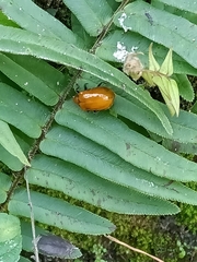 Chrysomelidae