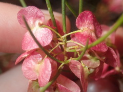 Dodonaea rigida