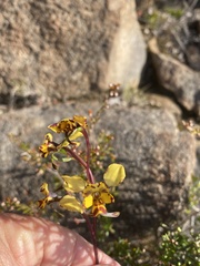 Diuris