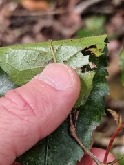 Pseudoweinmannia lachnocarpa