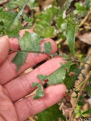 Pseudoweinmannia lachnocarpa