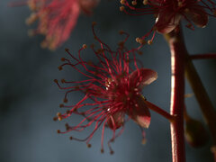 Barringtonia acutangula