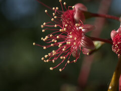 Barringtonia acutangula