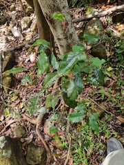 Pseudoweinmannia lachnocarpa